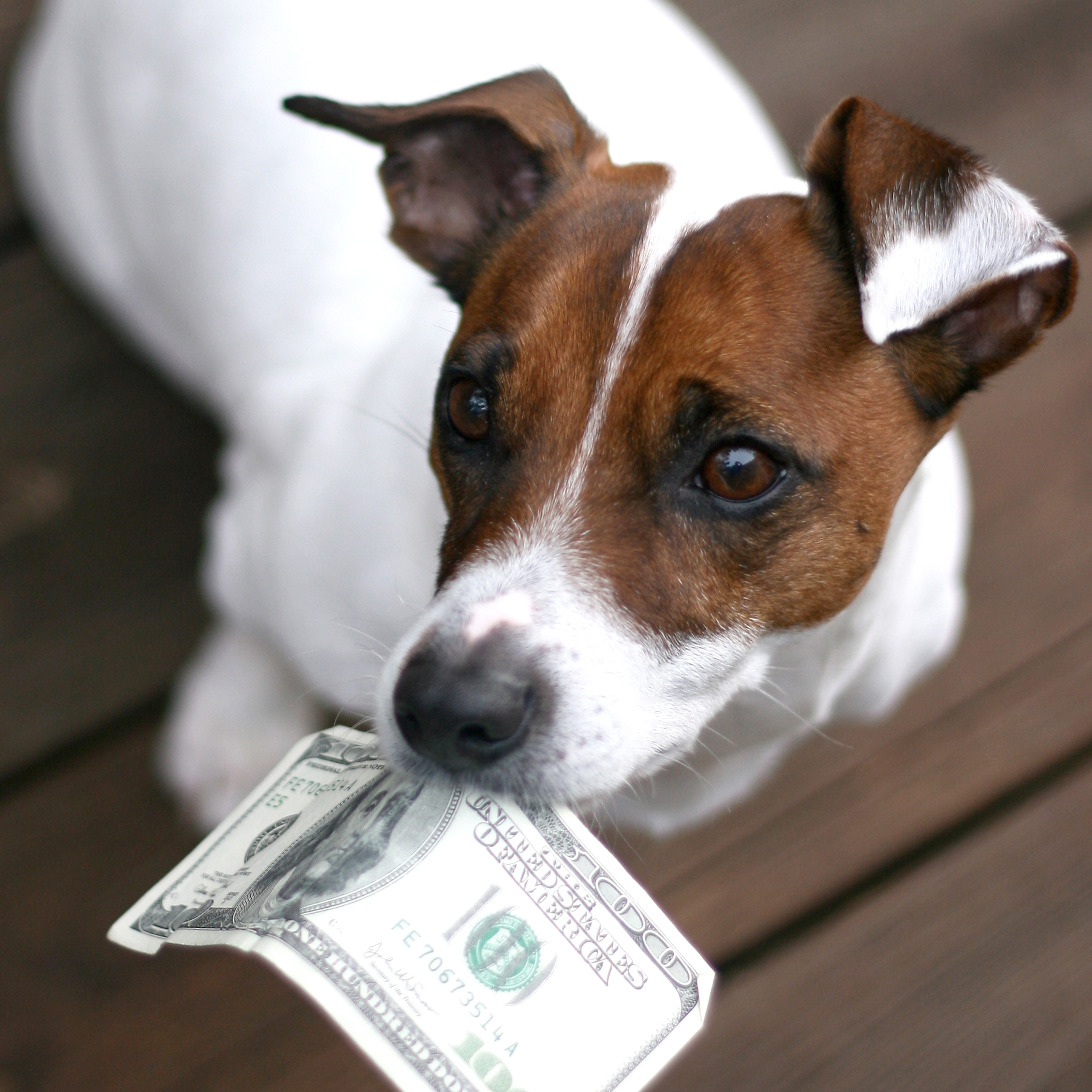 Dog Holding Money