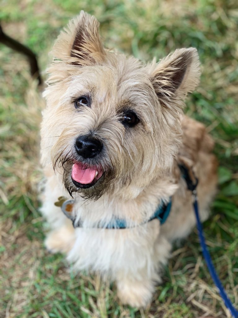 Cairn terrier in harness and leash sitting in grass looking at camera