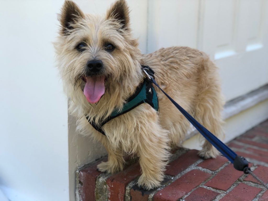 Tan cairn terrier wearing a harness and leash