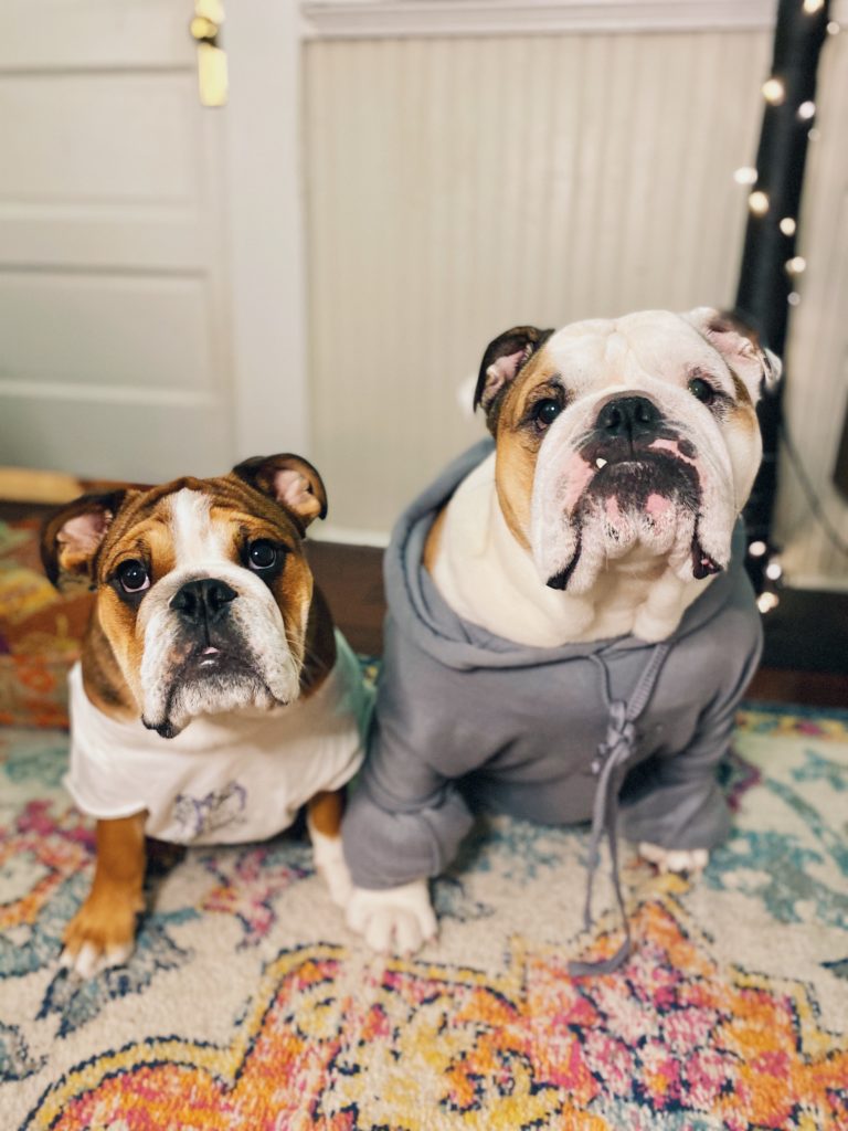 Two bulldogs wearing a hoodie and t-shirt
