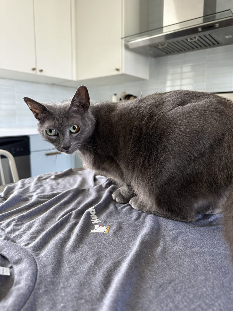A gray cat sits atop a custom Kudos t-shirt